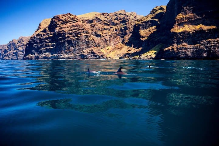 Delfines en acantilados Los Gigantes - 1
