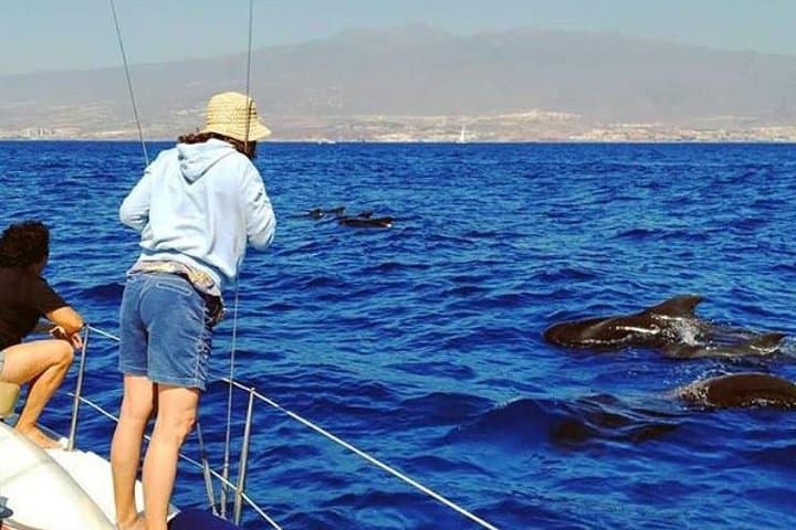 Whale and Dolphin Small Group Sailing from Tenerife South - 1