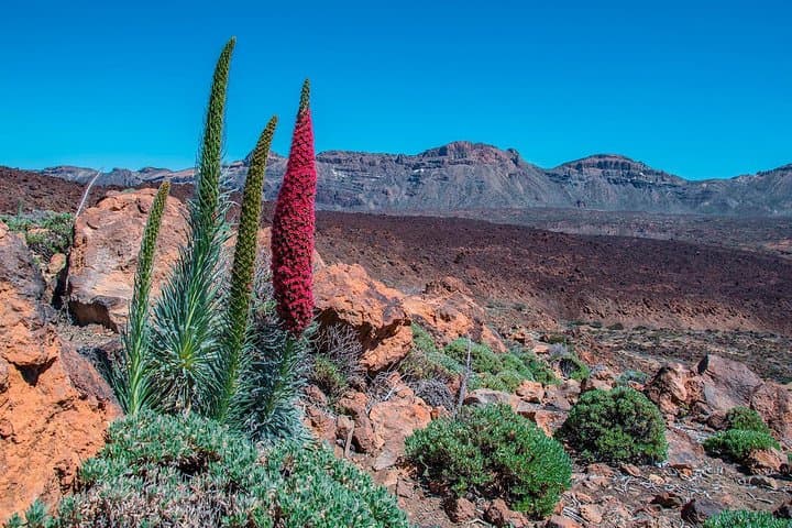 Parque Nacional del Teide - 1