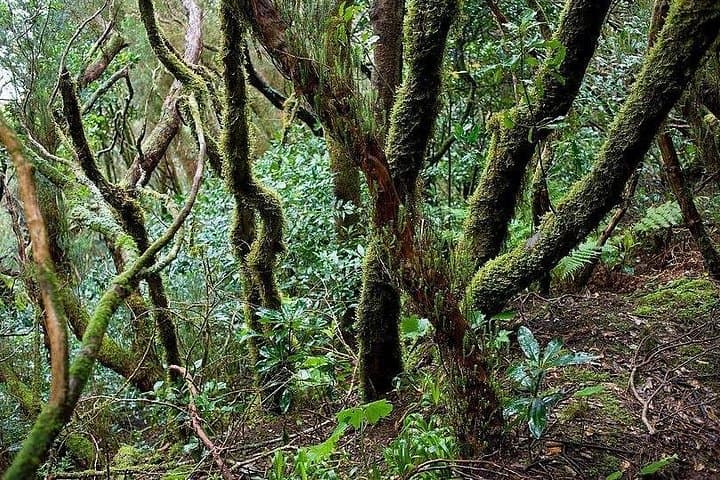 Excursión privada VIP a las montañas y la selva de Anaga en Tenerife - 1