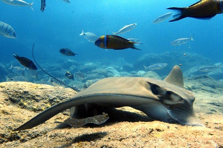 Descubre el buceo: ¡pruébalo por primera vez! - 1