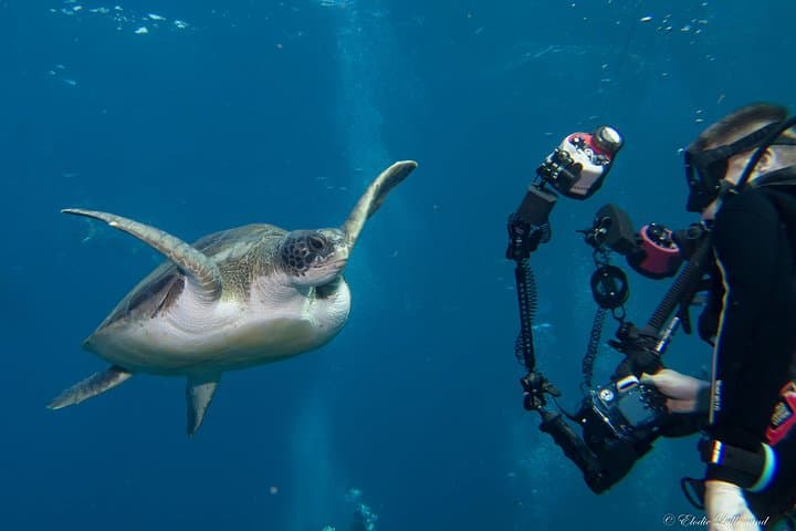ESPECIALIDAD DE FOTOGRAFÍA SUBMARINA - Mejore su creatividad y encuentre su estilo - 1