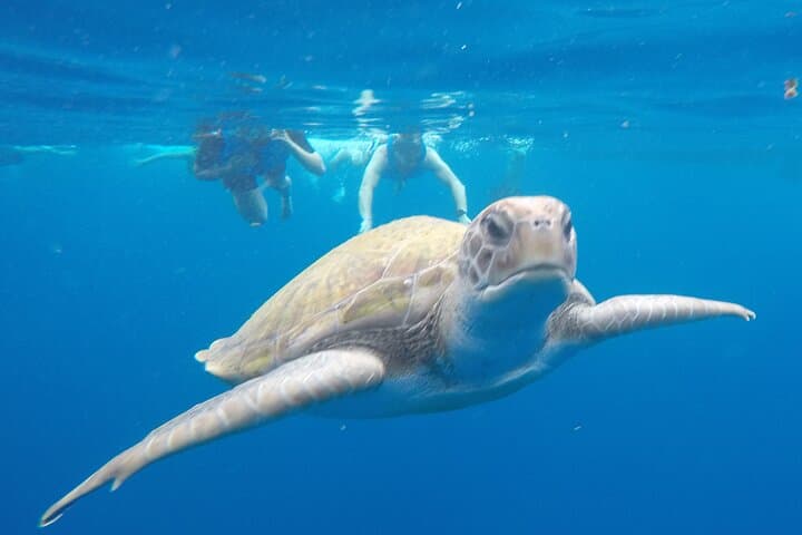 Ruta en Kayak por Costa Volcánica en Tenerife Sur con Esnórquel - 1