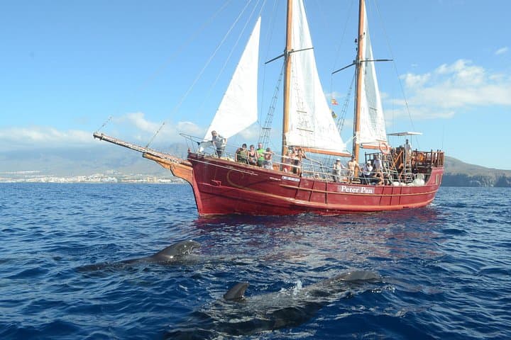 Sealife Avistamiento de delfines y ballenas a bordo de una goleta portuguesa - 1