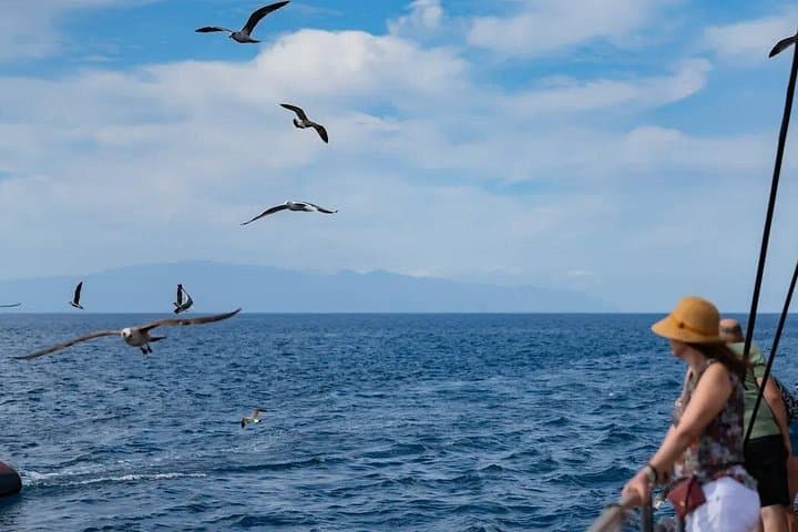 Exclusivo Freebird Catamaran Whale & Dolphin a Masca desde el norte - 1