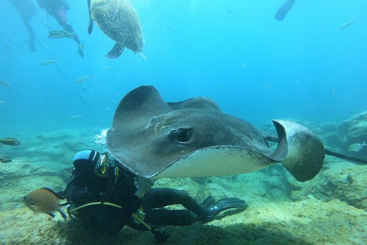Buceo para buceadores certificados en Costa Adeje - 1