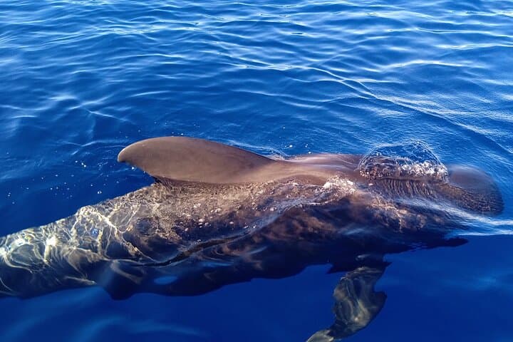 Charter Privado 2 Horas Avistamiento de Ballenas Puerto Colón Adeje - 1