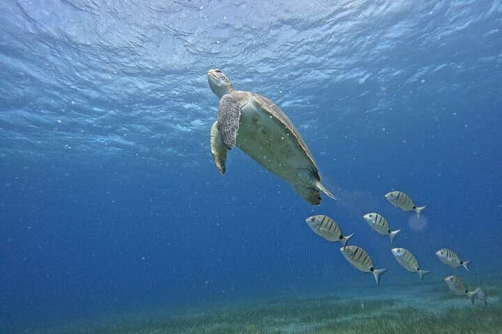 Snorkel en grupos pequeños en la bahía de Abades con guía autorizado - 1