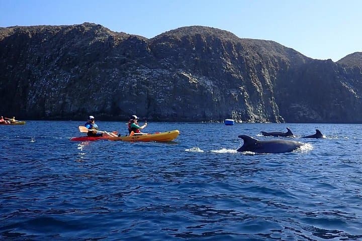 Safari Kayak & Snorkel : Busca Delfines & Tortugas en Tenerife - 1