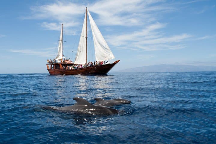Observación respetuosa de ballenas en un barco de madera y nadar - 1