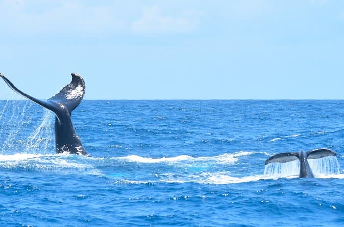 Tour Privado en Costa : Aventura de avistamiento de ballenas en Costa Adeje - 7