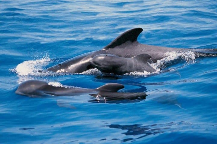 Ballenas y delfines - 1