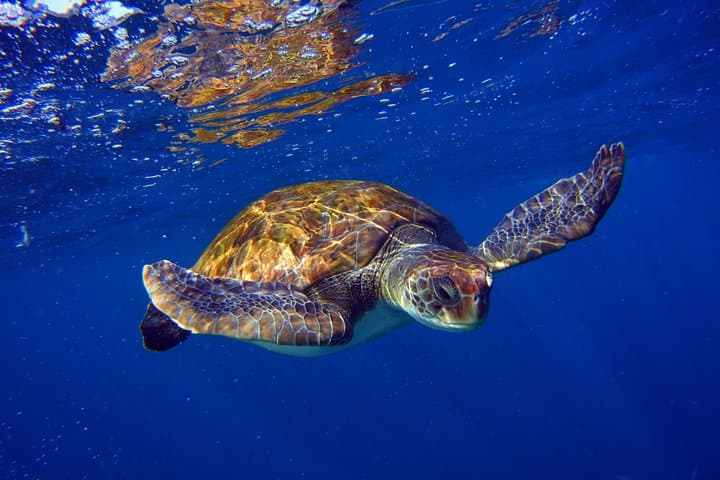Snork Snork - 1