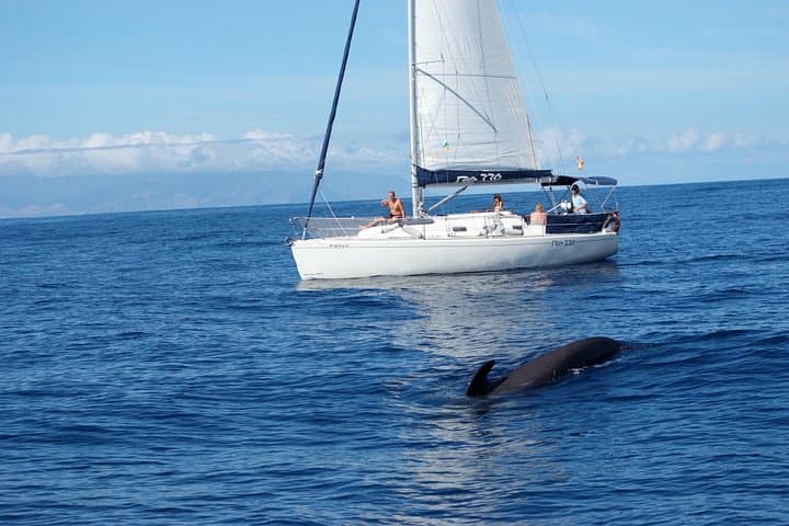 Velero de lujo para avistamiento de ballenas Gran Azur - 1