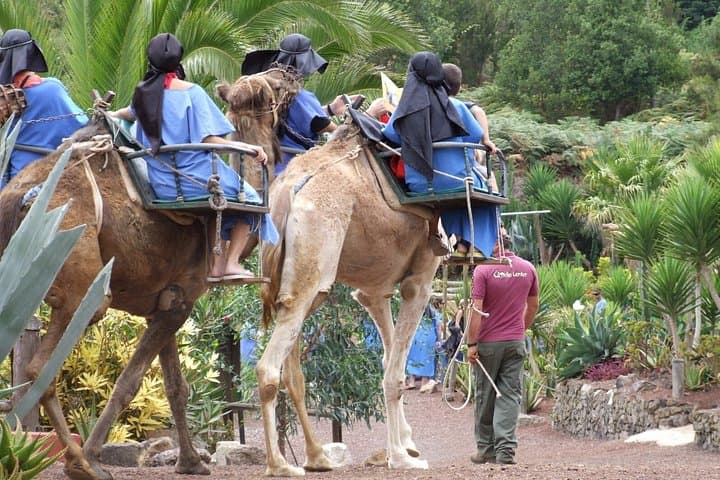 camello - 1