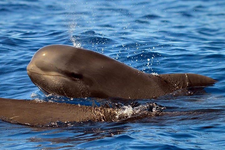 Las familias de ballenas piloto son residentes todo el año del sur de Tenerife. - 1