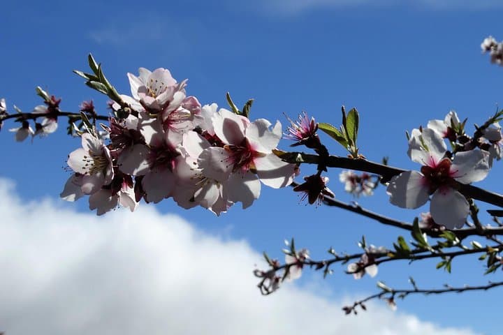 Ruta de los almendros en flor de día completo en Tenerife - 1
