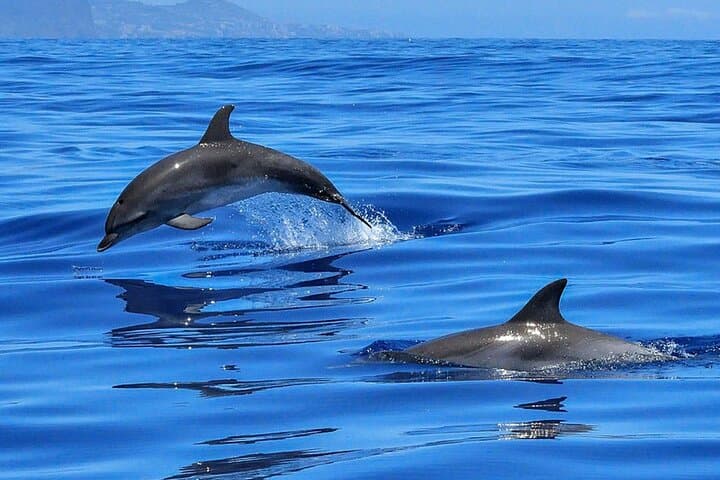 Whale & Dolphin Watching Boat Trip in Tenerife On a Sailing Boat (3 Hr) - 1