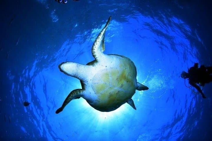 Snorkel con tortugas - 1