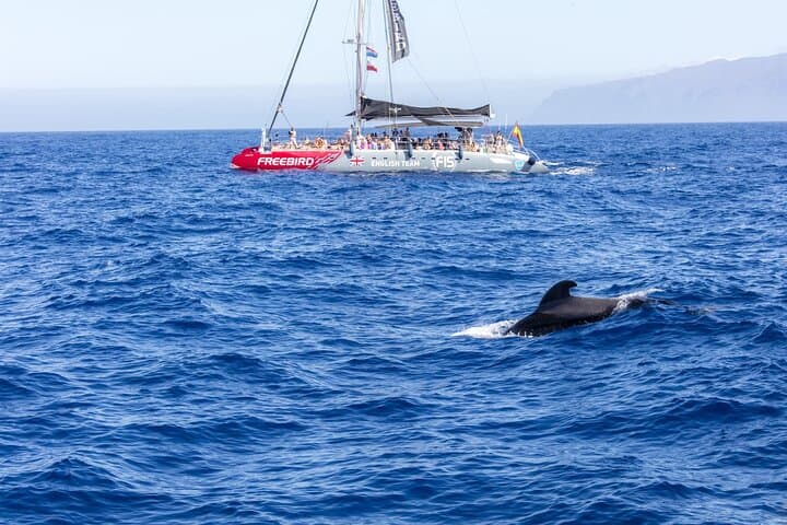 Exclusivo crucero en catamarán Freebird para avistar ballenas y delfines a Caleta - 1