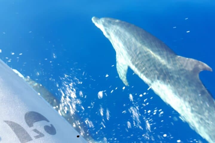 SEA SAFARI, Delfines, Ballenas, snorkel, snack y bebida, 2 h lancha rápida - 1