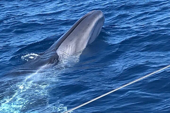 Ballena Tenerife - 1