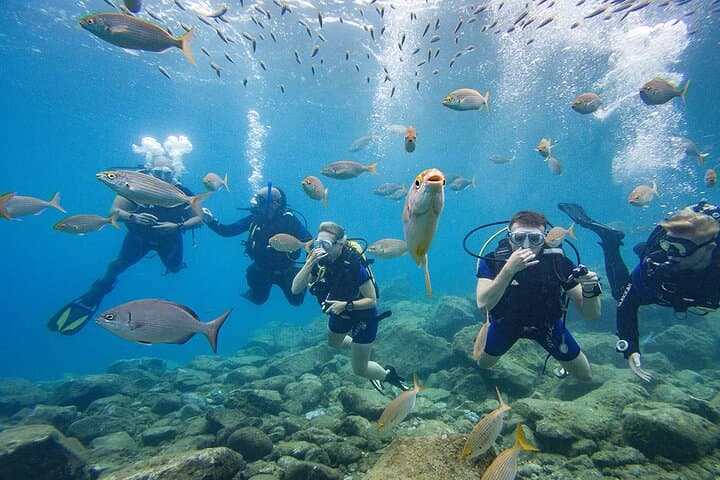Grupo de buzos con peces
Buceo principiante en Tenerife — tu primera aventura submarina rodeado de peces de colores en aguas cristalinas. - 1