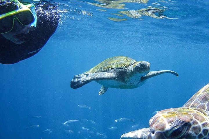 Visita guiada de snorkeling en Tenerife con equipo - 1