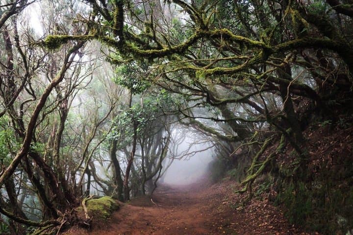Experiencia VIP Tenerife Tour Privado de 6 Horas por Lux Car - 8